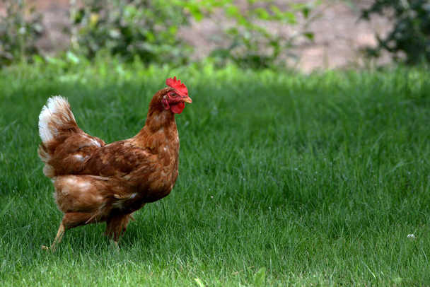 Rhode Island gallina gallo rojo - Foto, imagen