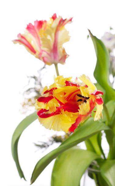 Yellow and red tulips - Fotó, kép