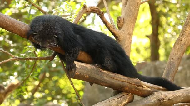 Binturong  laying  on The tree in Chiangmai Thailand. - Footage, Video