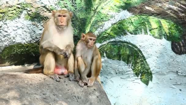 singe assis dans chiangmai thailand. - Séquence, vidéo