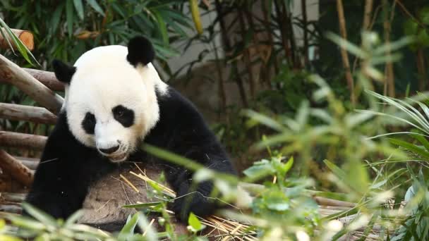 Panda jedzenie bambusa w Chiangmai Tajlandii - Materiał filmowy, wideo