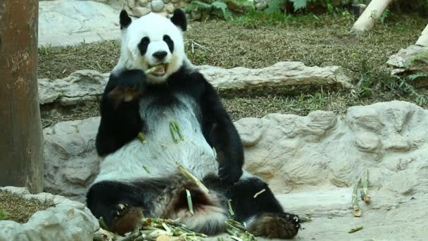 Panda eet bamboe in chiangmai Thailand - Video