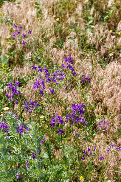 Forking larkspur (Consolida regalis) flowers on a green meadow - Photo, Image
