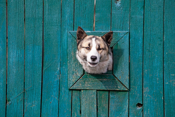 aranyos szájkosár egy ugató kutya egy zöld kerítés - Fotó, kép