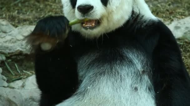 Панда їсть бамбук у Таїланді чіангмай. - Кадри, відео
