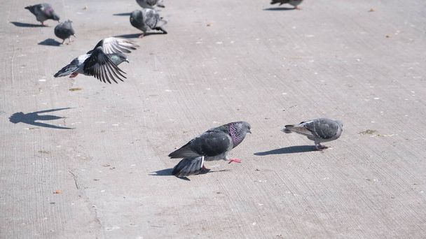 04.03.2021イスタンブール。トルコだ。ドーブやハトのグループは、 bosporus kadikoy海岸の近くに立っている。鳩は傷を負い風に吹かれて歩く. - 写真・画像