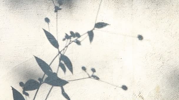 Leaves shadow on the wall, outdoor Chiangmai Thailand - Footage, Video