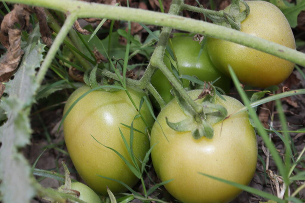 bouillon de tomates crues fraîches et saines sur l'arbre en entreprise pour la récolte - Photo, image