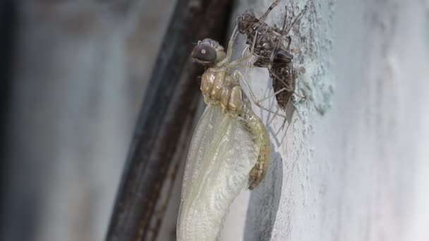 Una libélula sobrepasa el cuerpo después de salir del huevo, la India - Imágenes, Vídeo