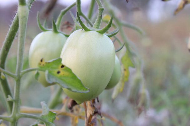 brodo di pomodoro crudo fresco e sano su albero in azienda per il raccolto - Foto, immagini