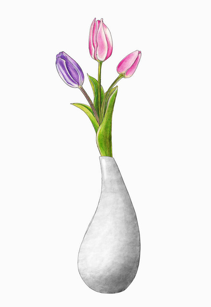 Изолированная иллюстрация белой стилизованной вазы с тремя тюльпанами розового и сиреневого цвета, нарисованной вручную акварелью на белом фоне - Фото, изображение
