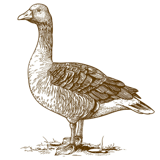 Vector engraving goose on white background - Vector, imagen