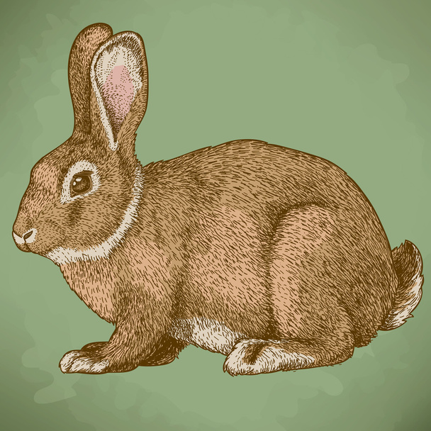 векторна гравюра кролика в кольорі
 - Вектор, зображення