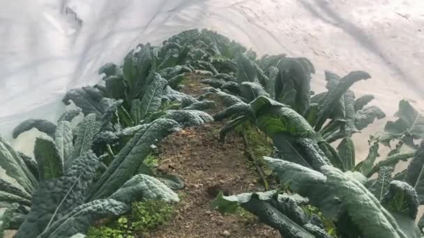 Άποψη του kale κάτω από λευκό κήπο γραμμή καλύψει σήραγγα - Πλάνα, βίντεο