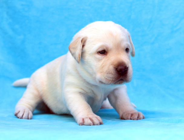 gele labrador puppy portret - Foto, afbeelding