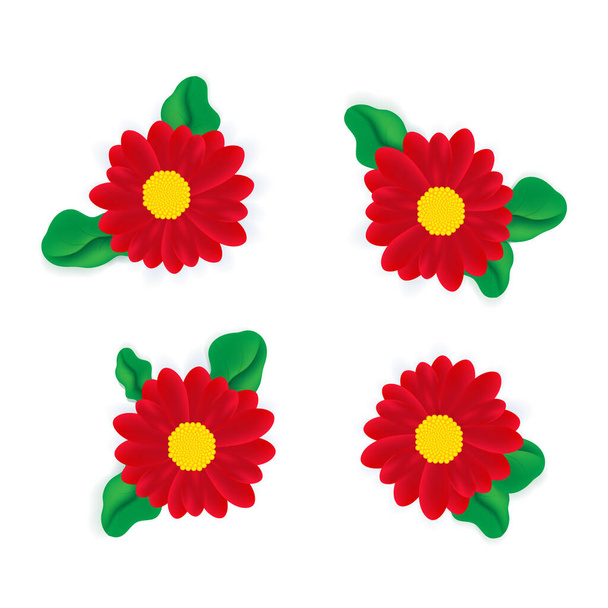 Various red realistic daisies or gerbera with leaves isolated on white - Vector, Image