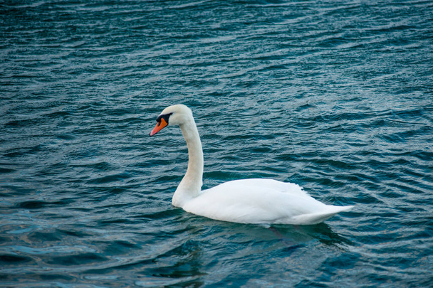 cisnes blancos en el agua y en la hierba - Foto, imagen