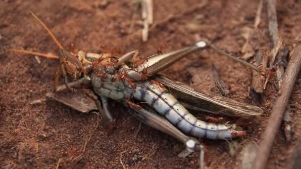 Punaiset muurahaiset syövät kuollutta heinäsirkkaa, mikä osoittaa luonnon ja ravintoketjun raakuuden. - Materiaali, video