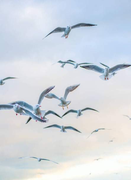 Чайки в небе много чаек и одна чайка в красивом свете на закате и в облаках - Фото, изображение