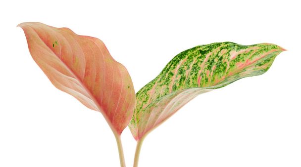 Feuillage d'aglaonema, feuilles d'aglaonema vert et rouge, feuilles exotiques tropicales, isolées sur fond blanc avec chemin de coupe                                - Photo, image