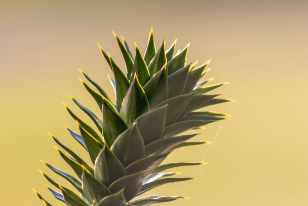 Details of a monkey-puzzle tree or araucaria chille succulent needles tree growing in European gardens as exotic vegetation with coniferous needles in beautiful backlight on a shiny spring day - Photo, Image