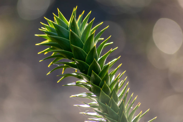 Details of a monkey-puzzle tree or araucaria chille succulent needles tree growing in European gardens as exotic vegetation with coniferous needles in beautiful backlight on a shiny spring day - Photo, Image