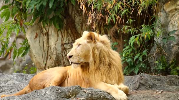 Grande maschio leone sdraiato in Chiangmai Thailandia - Filmati, video