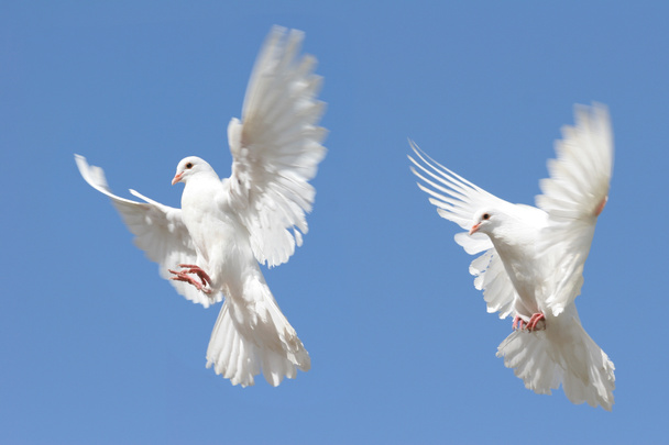 飛行中の白い鳩の合成画像 - 写真・画像