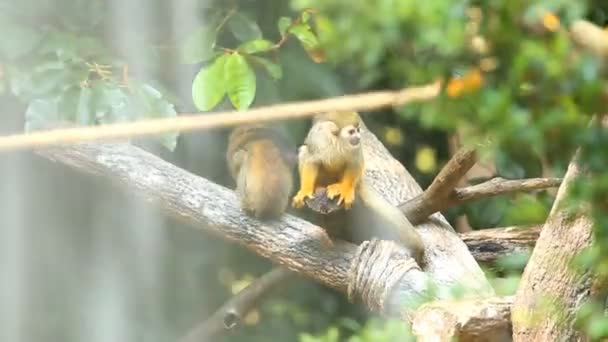 Singe écureuil à Chiangmai Thaïlande. - Séquence, vidéo