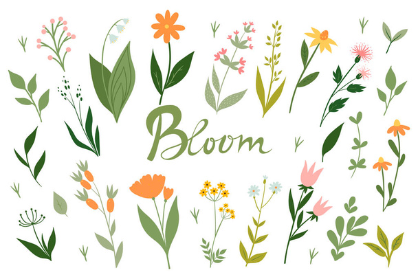 Set of meadow flowers and inscription bloom isolated on white background. Vector image. - Vector, Image