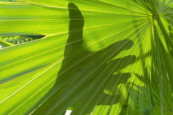 Close-up of a silhouette of a human hand opens behind a green leaf in the background.Concept of nature and environment - Photo, Image