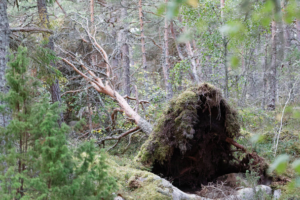 Uprooted fallen pine tree after the storm. Latin name of spruce: Picea abies - Photo, Image