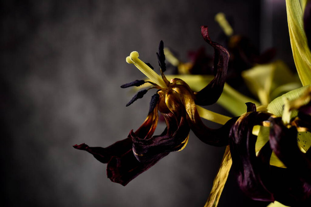 flores tulipas murchas close-up. Flores de tulipa secas - Foto, Imagem