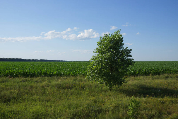 Ένα δέντρο σε μια ηλιόλουστη καλοκαιρινή μέρα κοντά σε ένα χωράφι. Σκηνή. Ένα δέντρο σε ένα χωράφι κάτω από έναν γαλάζιο ουρανό. - Φωτογραφία, εικόνα