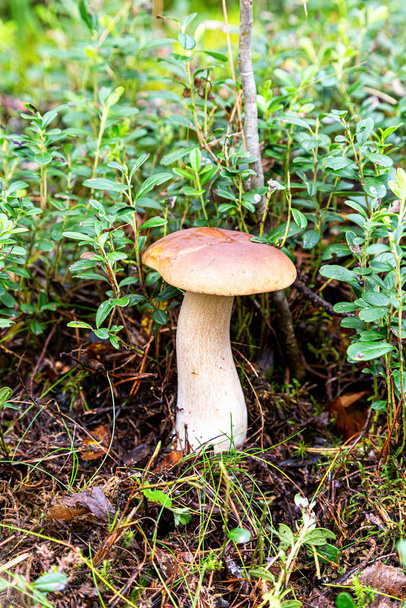 Bos eetbare paddestoel met bruine kap in het bos close-up - Foto, afbeelding
