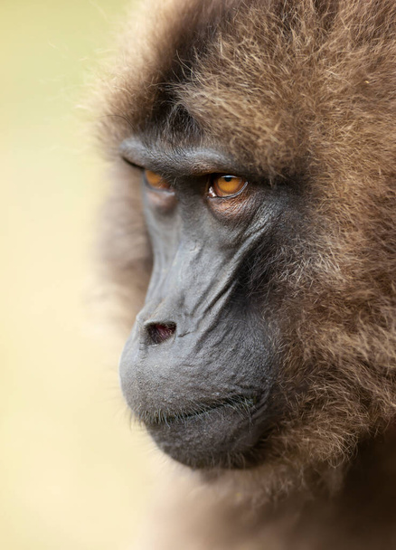 Portrait of a Gelada monkey (Theropithecus gelada) in Simien mountains, Ethiopia. - Photo, Image