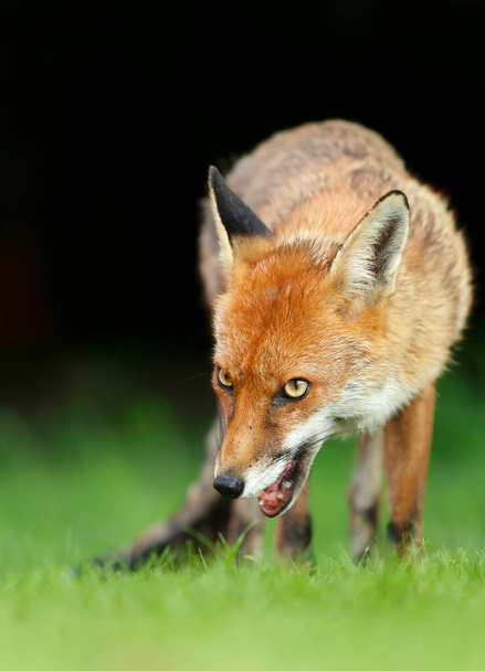 Zbliżenie lisa czerwonego (Vulpes vulpes) w trawie na ciemnym tle, Anglia, Wielka Brytania. - Zdjęcie, obraz