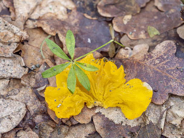 Yellow fungus on oak leaves - Photo, Image