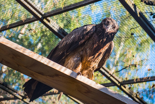 Oiseau vautour dans le zoo sur fond de nature floue - Photo, image