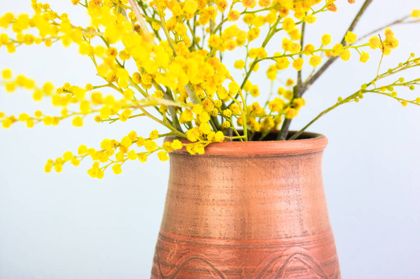 Bukiet żółtych kwiatów mimozy w brązowym glinianym wazonie. Złote Acacia dealbata w rozkwicie jako prezent na dzień mamy, 8 marca, Walentynki, Wielkanoc. Żółte wiosenne kwiaty zbliżenie na białym tle. - Zdjęcie, obraz
