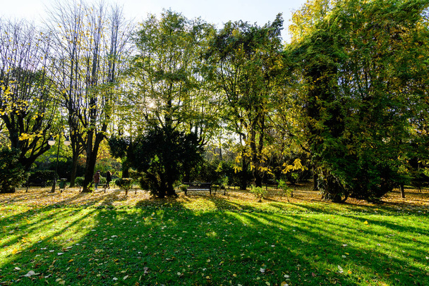 鮮やかな緑と黄色の植物、緑の石灰の木と草のメイン路地の風景は、ルーマニアのブカレストのCismiiuガーデンで晴れた秋の日に - 写真・画像