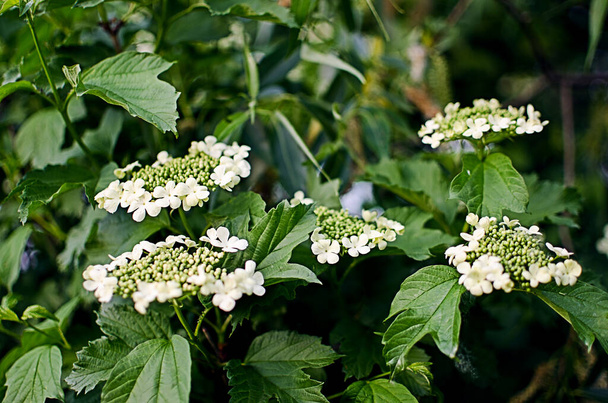 Viburnum blühen weiße Blüten und dann rote Beeren an den Sträuchern für medizinischen Tee - Foto, Bild