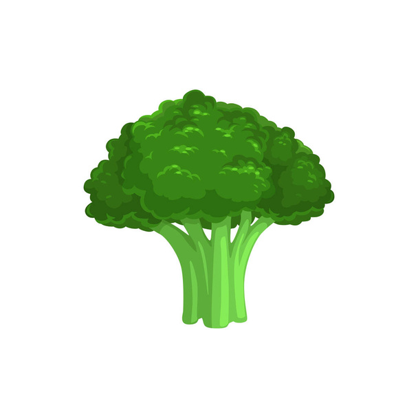 Broccoli edible cabbage isolated vegetarian food. Vector Brassica oleracea, organic raw veggies, uncooked broccolo. flowering head and stalk eaten as vegetable, ripe greens realistic design - Vector, Image