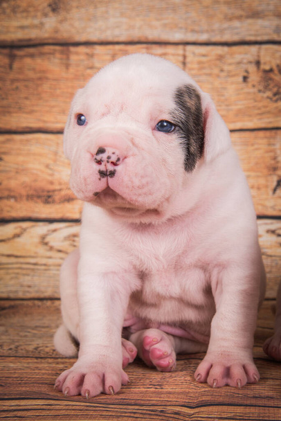 Funny small American Bulldog puppy dog is sitting on light brown background. - Photo, Image