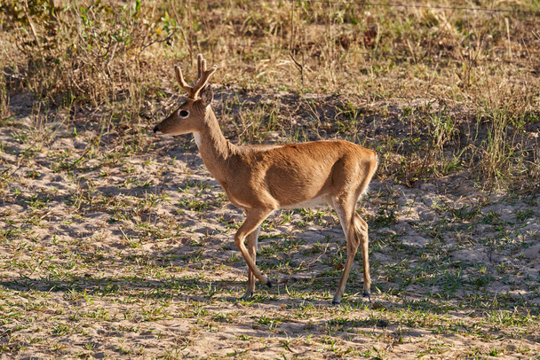 The marsh deer, Blastocerus dichotomus, also swamp deer, largest deer species from South America can mostly be found in the swampy region of the pantanal, Brazil, South America - Photo, Image