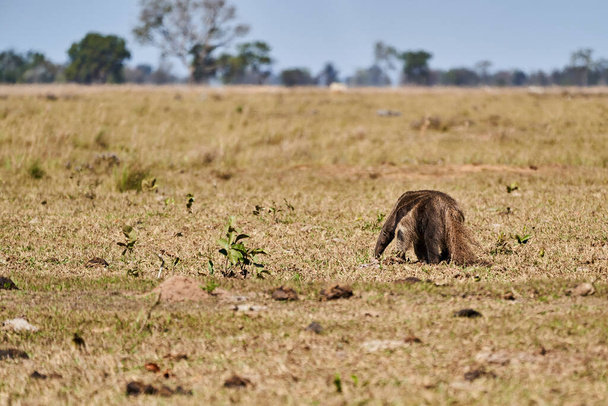 formichiere gigante che cammina su un prato di una fattoria nel sud del Pantanal. Myrmecophaga tridactyla, anche orso formica, è un mammifero insettivoro originario dell'America centrale e meridionale. - Foto, immagini