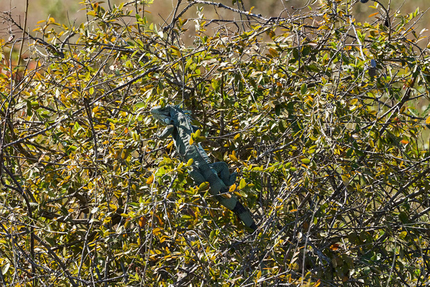 Очень красочные зеленые игуанские ящерицы, Игуана Игуана, с длинным хвостом загорают в кустах вдоль Transpantaneira в болотах болота Пантанал, Бразилия, Южная Америка - Фото, изображение