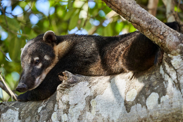 Nasenbär, Nasus Nasus, entspannt sich in einem Baum im südlichen Pantanal Brasiliens, ein Nasenbär sieht aus wie ein kleiner Bär oder fast wie ein Waschbär - Foto, Bild