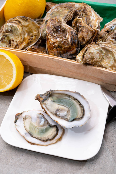 Eating of fresh big raw fine de claires vertes green french oysters from Marennes-Oleron, close up - Photo, Image