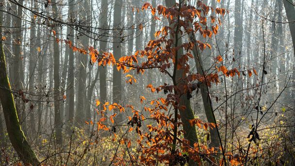 Καφέ φύλλα οξιάς σε ομιχλώδες δάσος πρωί. - Φωτογραφία, εικόνα